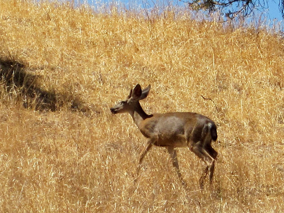Spotting Image 1