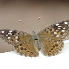 Hackberry Emperor