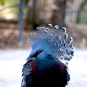 Blue Crowned Pigeon