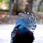 Blue Crowned Pigeon