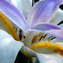 African Iris