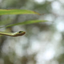 Rough Green Snake