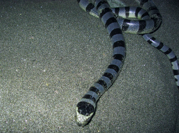 Spotting Image 1