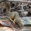 Eastern Fox Squirrel