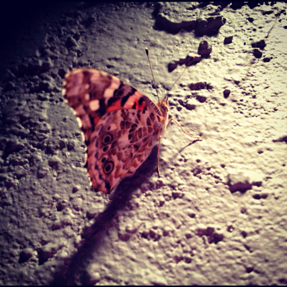 Spotting Image 1