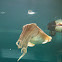 Cuttlefish