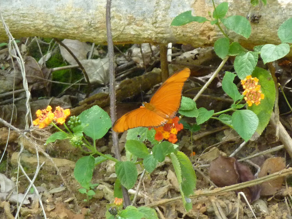 Spotting Image 1