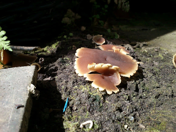 Spotting Image 1