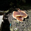 Cellar Cup/Wasgele Bekerzwam