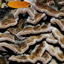 Tripe fungus, Falsa tremella