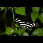 Marine Butterfly