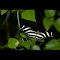 Marine Butterfly