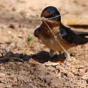 Barn Swallow