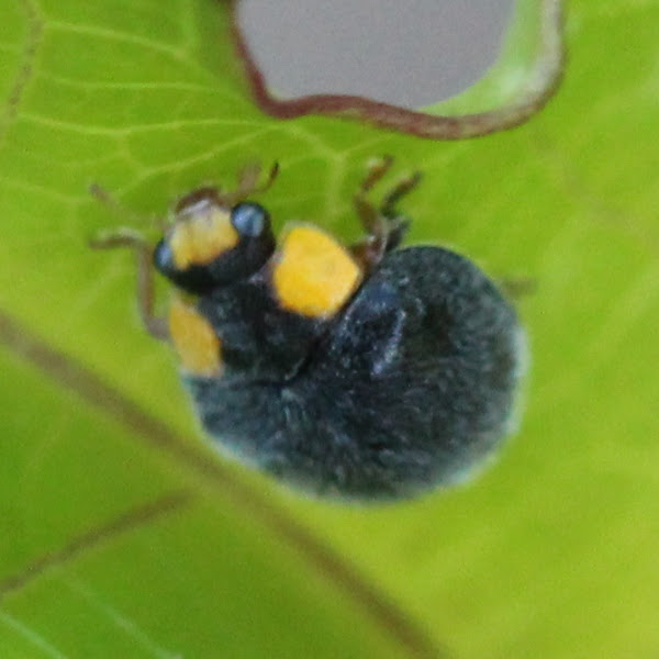 Yellowshouldered Ladybird Project Noah