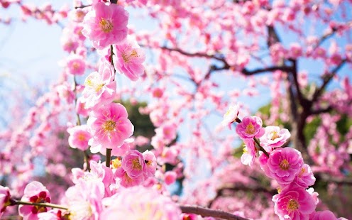 How to install 3D Cherry Blossoms patch 1.2 apk for laptop
