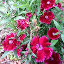 Sweet William