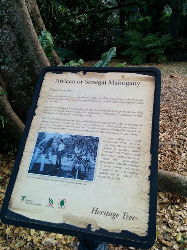 African Mahogany Heritage Tree
