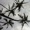 Coconut palm