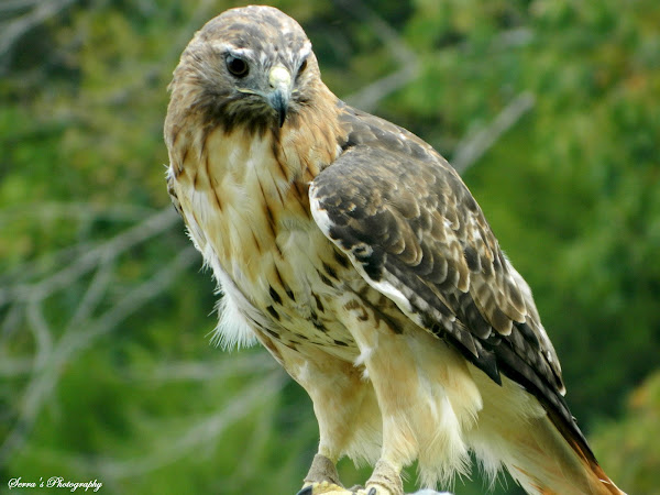 Red-tailed Hawk | Project Noah