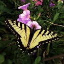 Western Tiger Swallowtail
