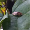 Firefly