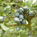 Blackthorn