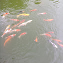 Carp