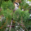 Yellow-vented Bulbul