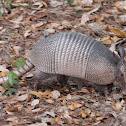 Armadillo.