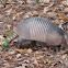 Armadillo.