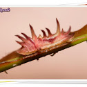 Monkey Puzzle Caterpillar