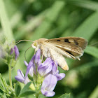 Marbled Clover