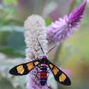 Wasp Moth