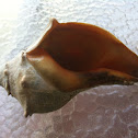 Conch & Eggcase