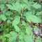 Sassafras