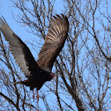 Turkey Vulture