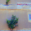 Ficus