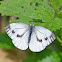 Small white/small cabbage white