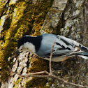 White-breasted Nuthatch