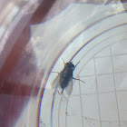 house fly