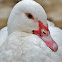 White Muscovy Duck