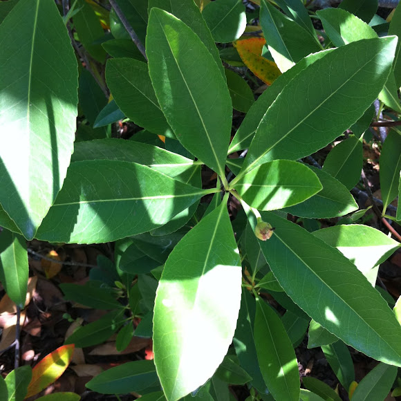 Spotting Image 1