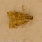 Crambidae Moth