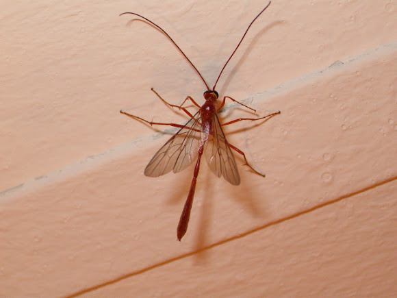 Spotting Image 1