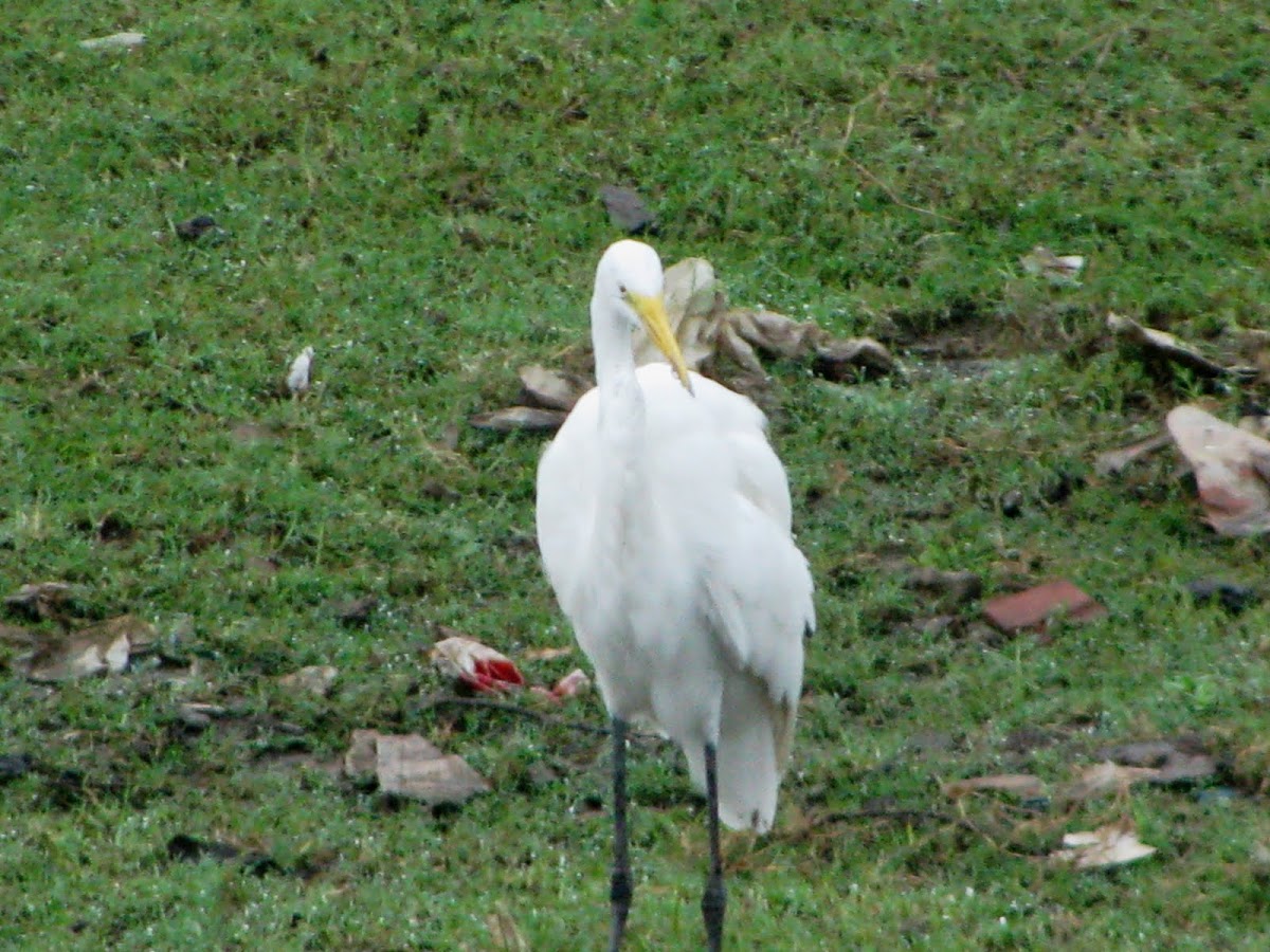 Great Egret
