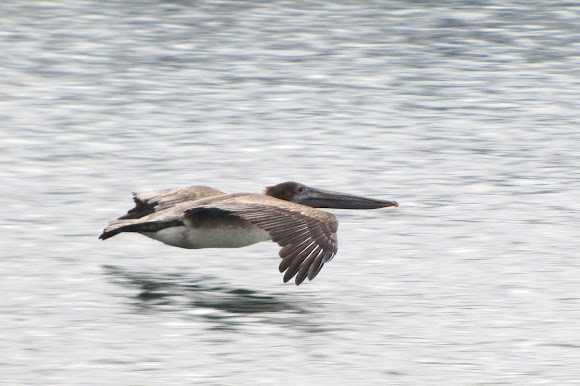 Spotting Image 1