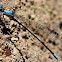 blue-fronted dancer