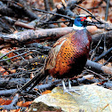 Ring Necked Pheasant