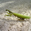 praying mantis