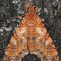 Duponchel's Sphinx